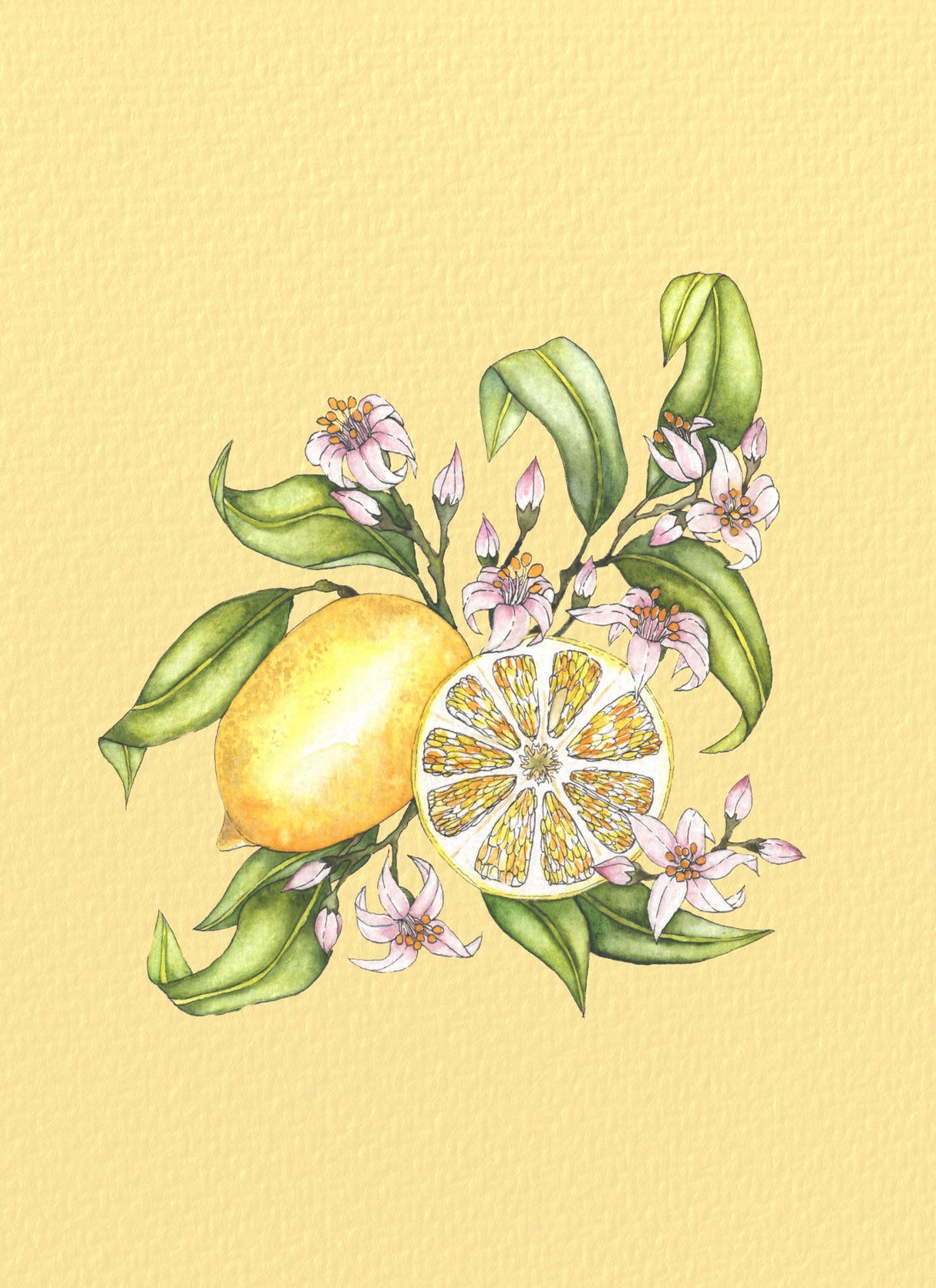 Lemon illustration Poster och Canvastavla
