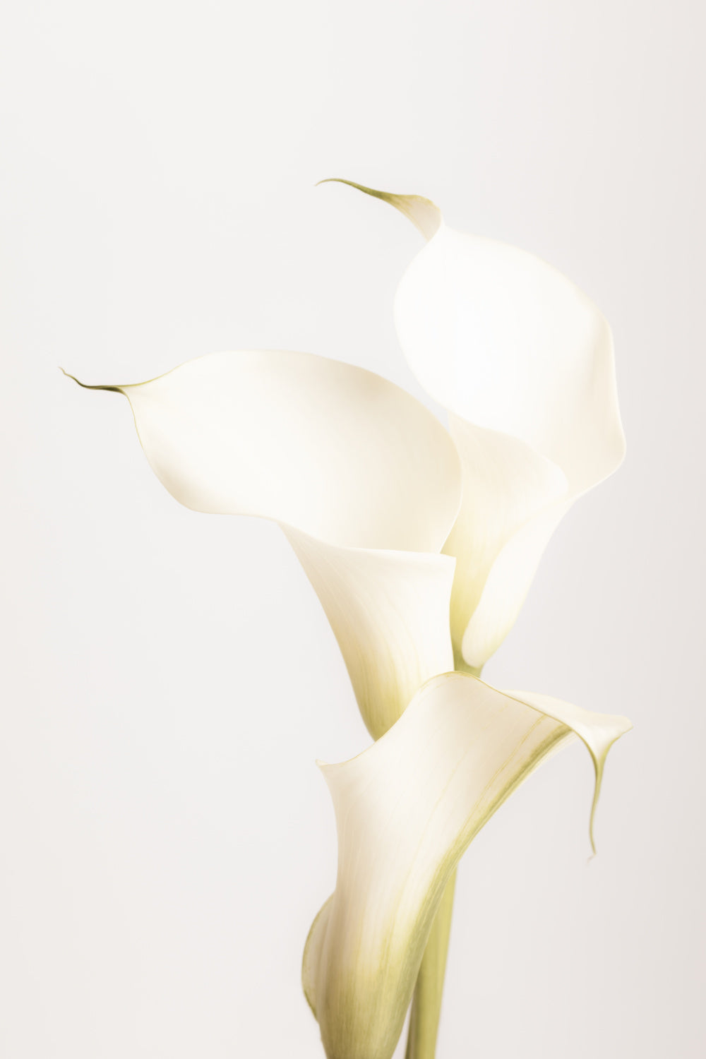 White Calla Lily No 3 Poster och Canvastavla