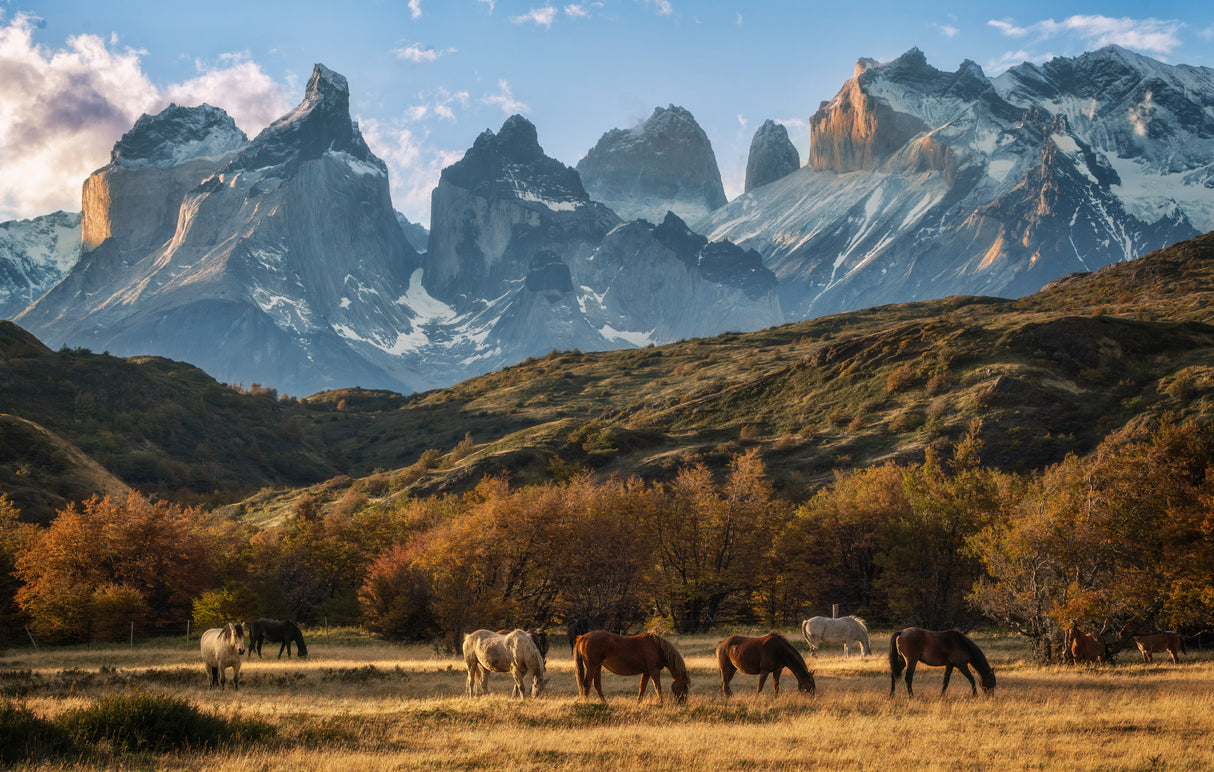 Wild horses at Paine NP Poster och Canvastavla