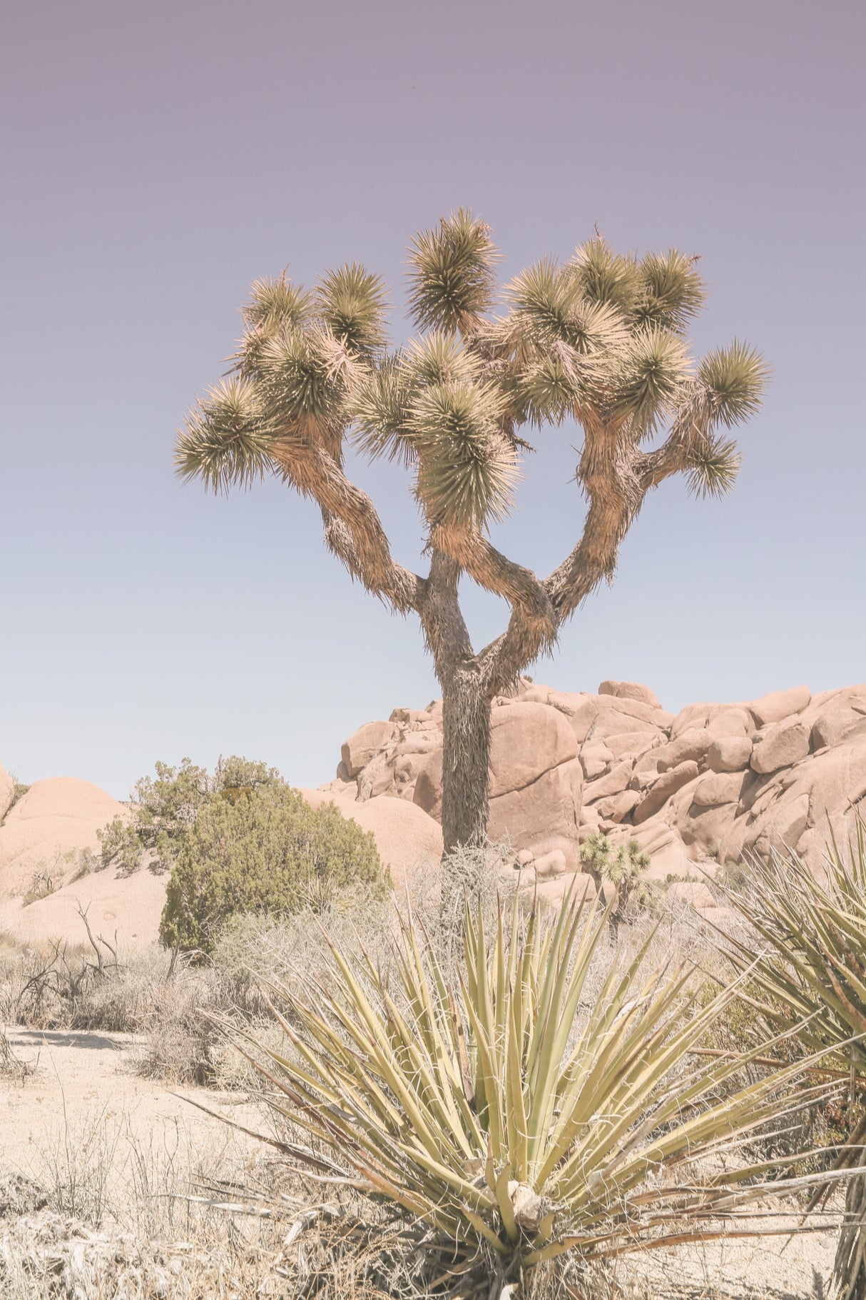 Mojave Desert Poster och Canvastavla