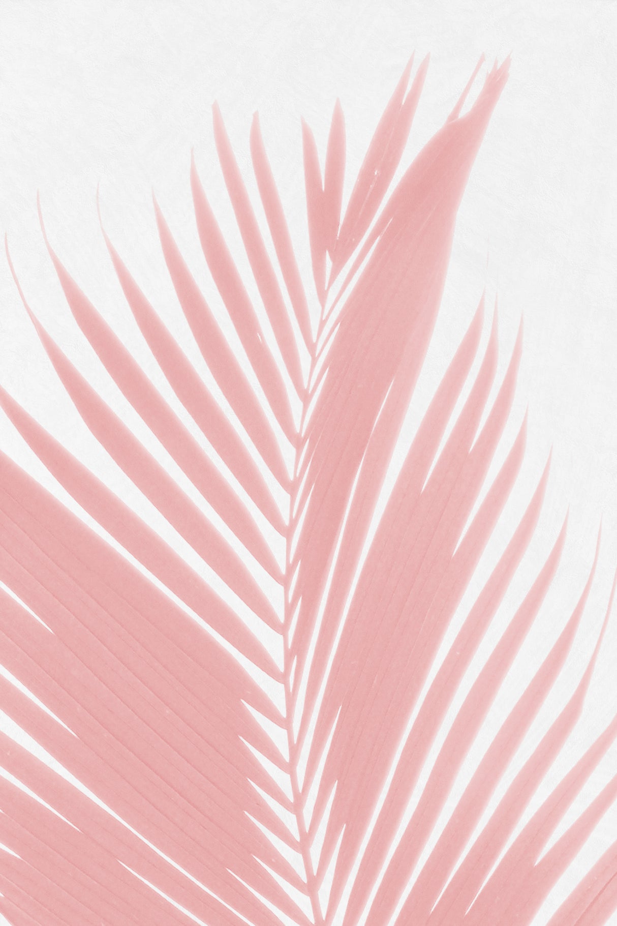 Pink Palm Leaves Silhouette Poster och Canvastavla