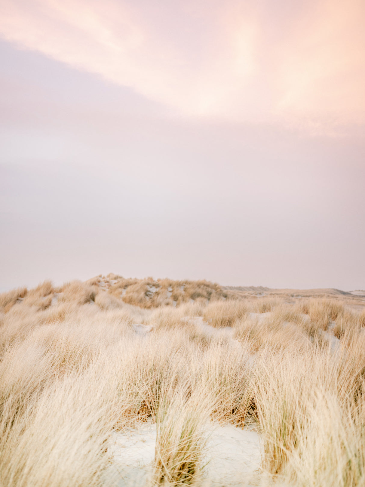 Ameland Dunes 2 Poster och Canvastavla