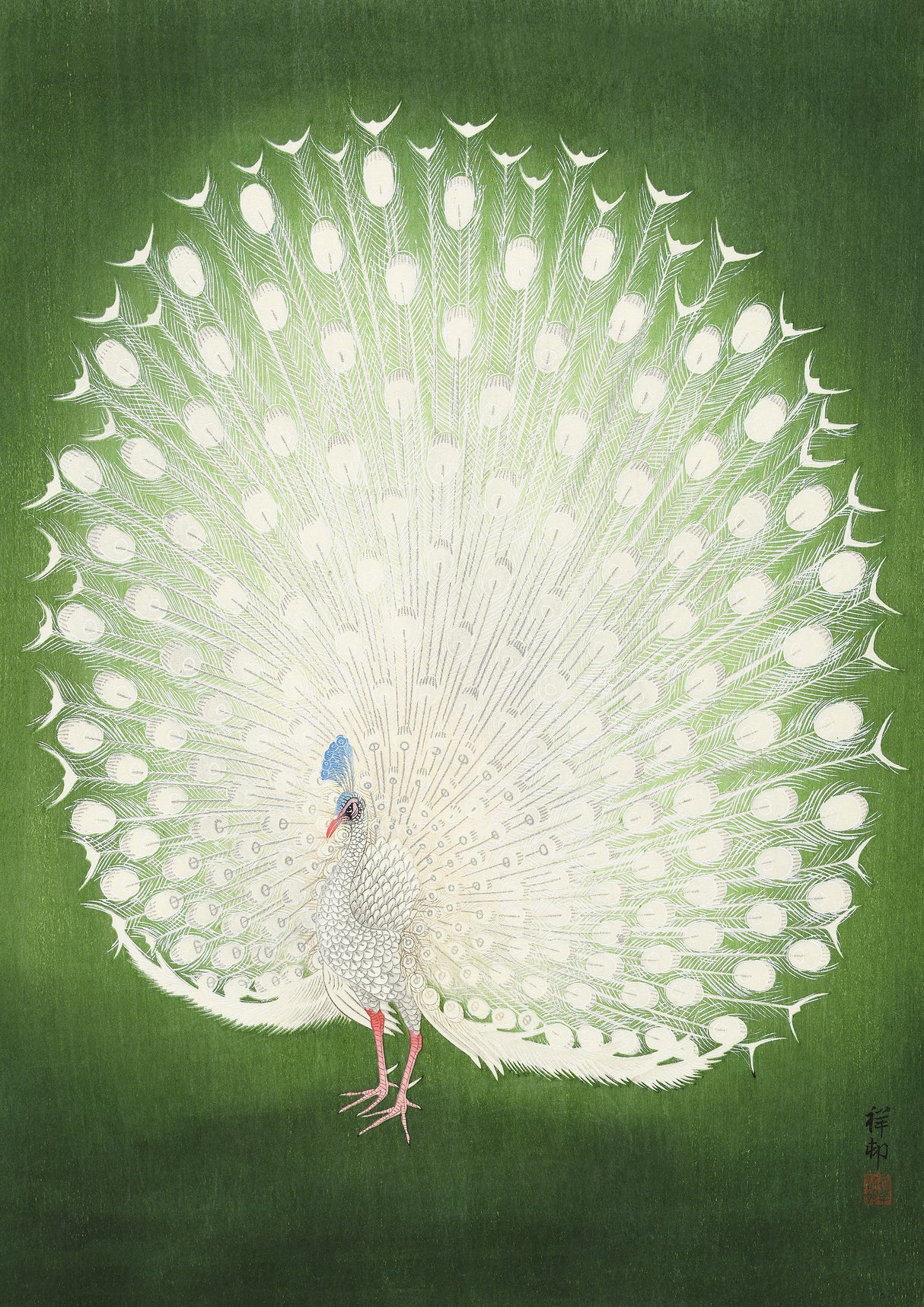 Peacock Poster och Canvastavla no.2