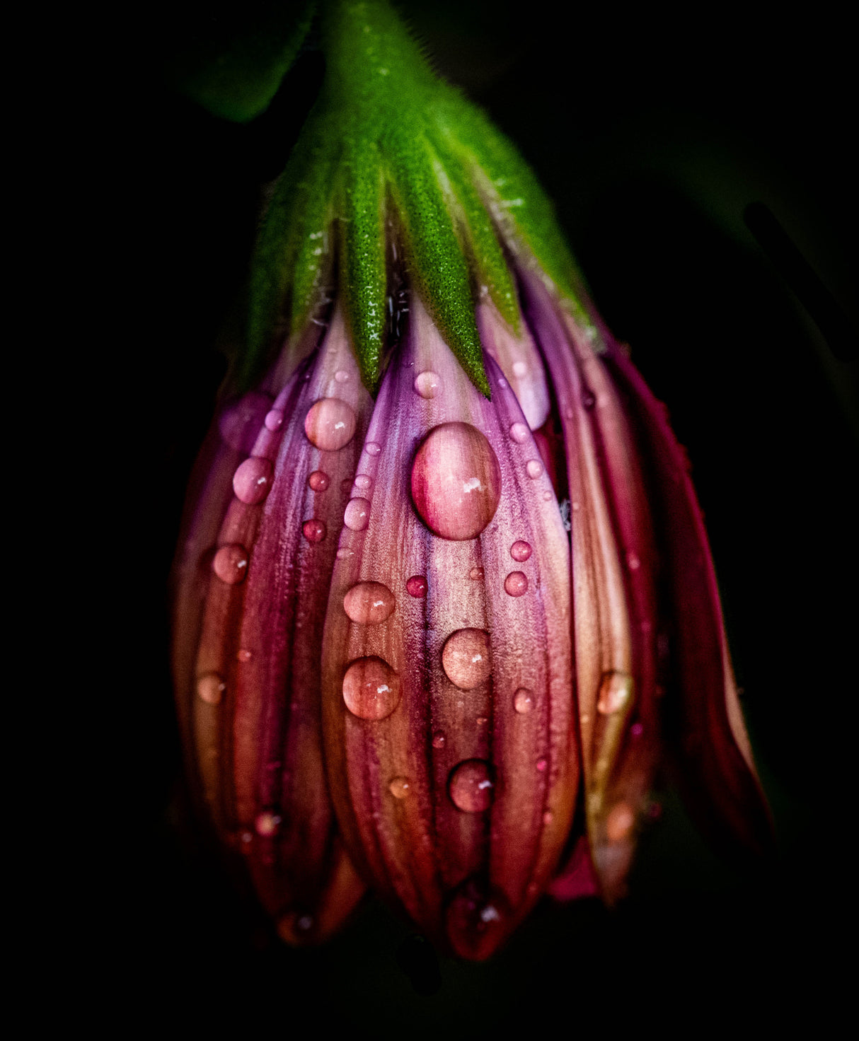 After the rain Poster och Canvastavla