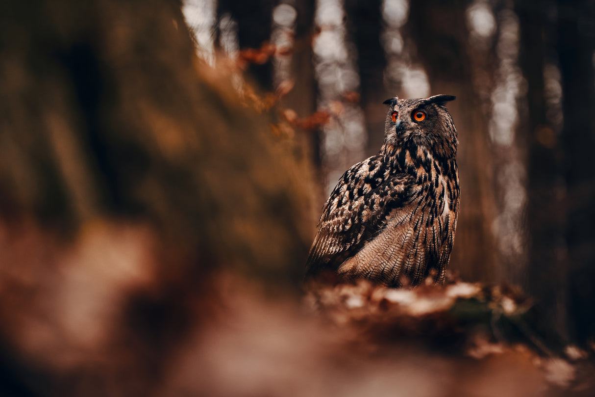 Eurasian eagle-owl (Bubo bubo) Poster och Canvastavla