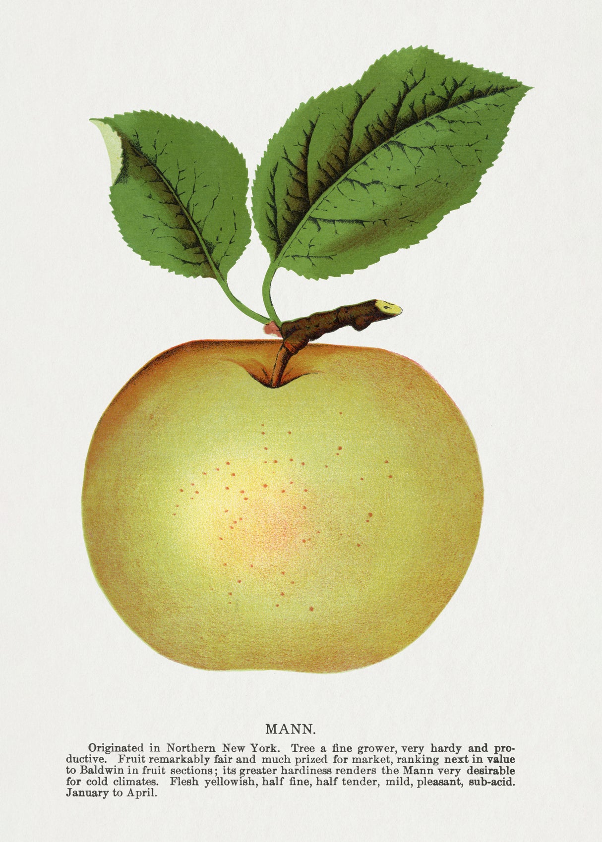 Mann Apple Lithograph Poster och Canvastavla