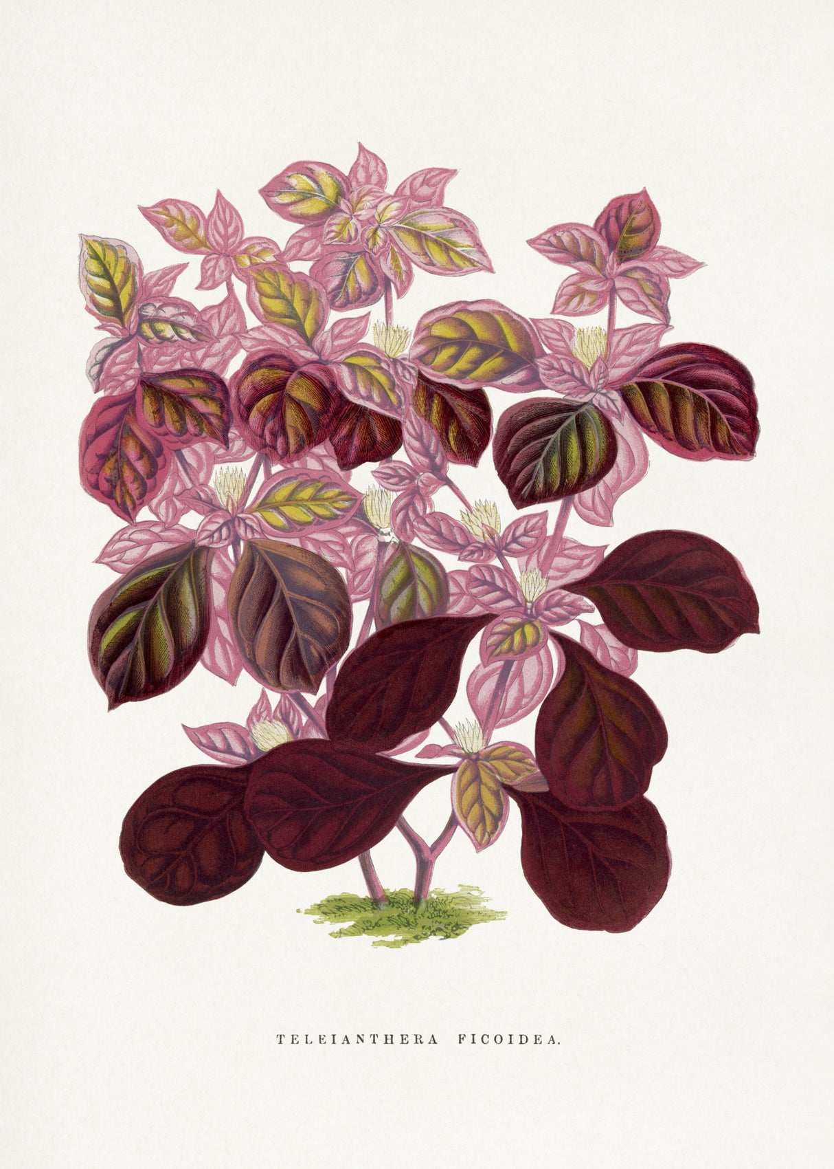 Pink Teleianthera Ficoidea Leaf Illustration Poster och Canvastavla