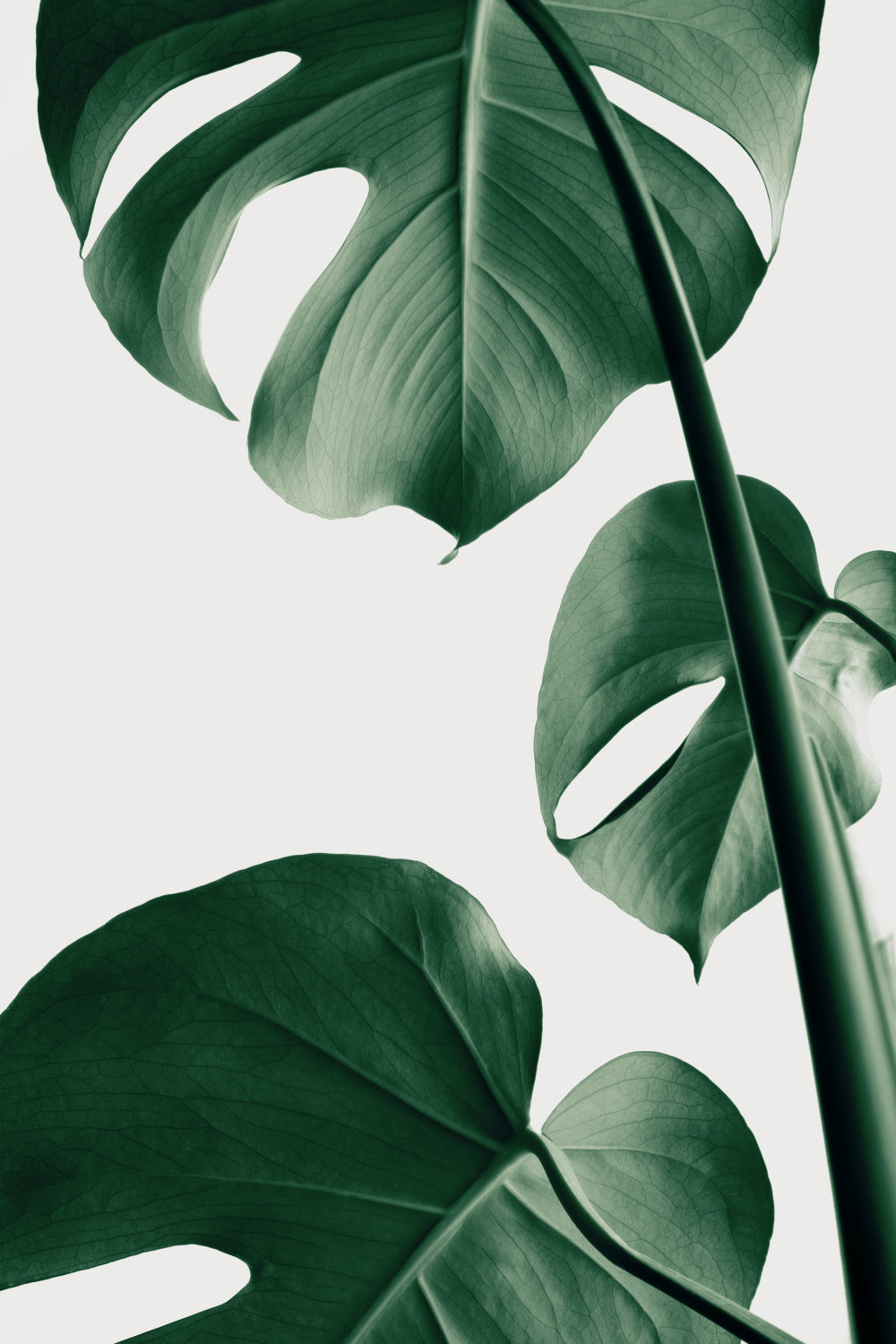 Monstera Natural 37 Poster och Canvastavla