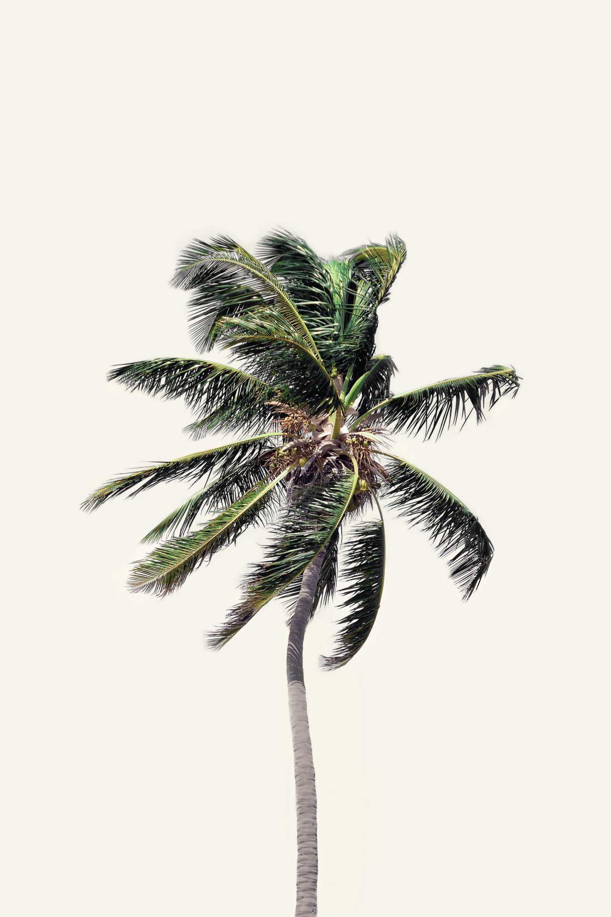 Windy Palm Tree Poster och Canvastavla