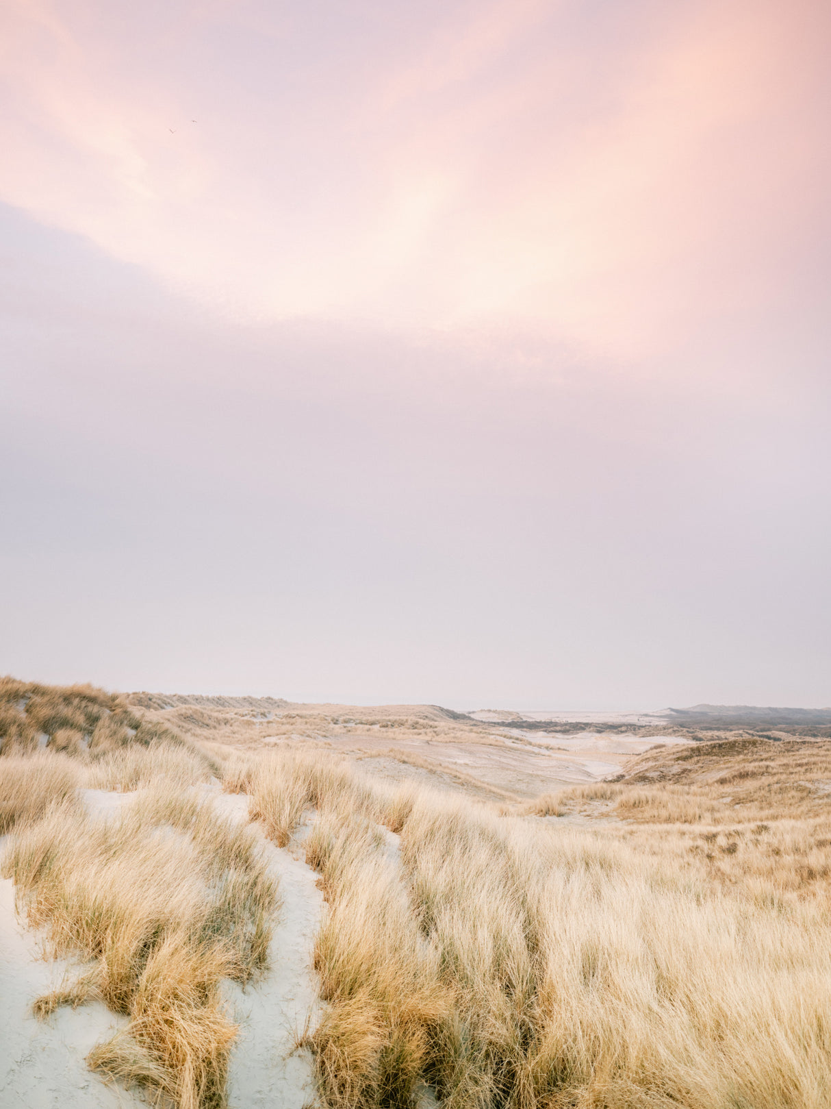 Ameland Dunes 1 Poster och Canvastavla