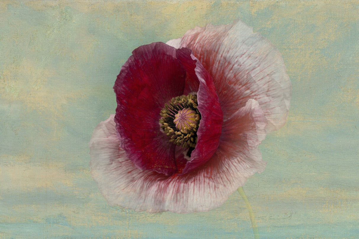 Burgundy Bonnet Poster och Canvastavla