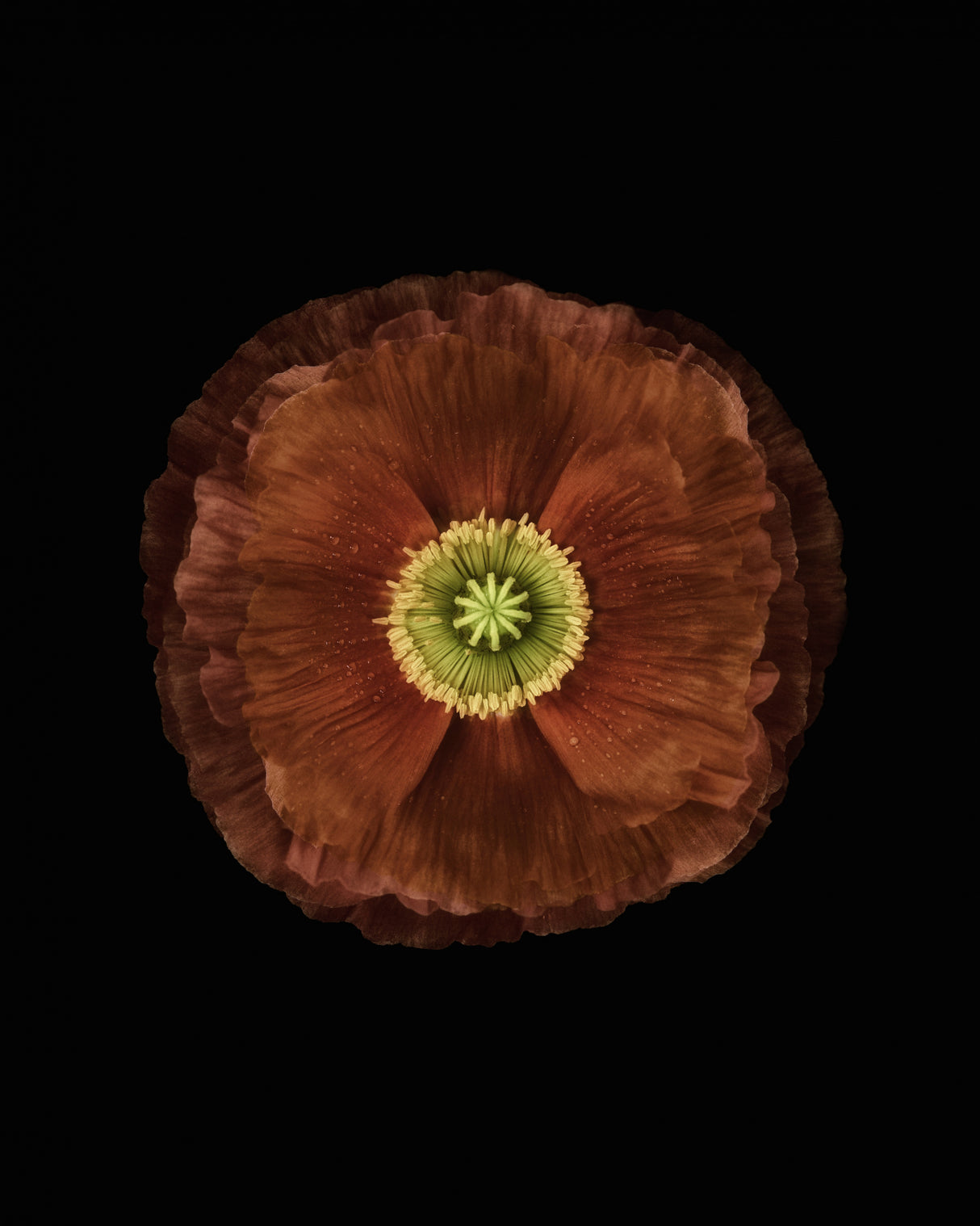 Poppy Poster och Canvastavla