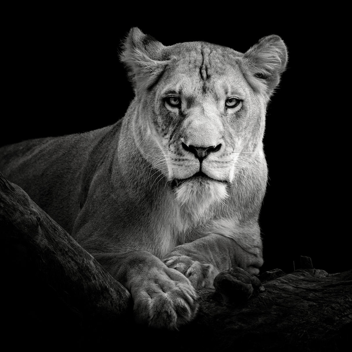 Lioness Poster och Canvastavla