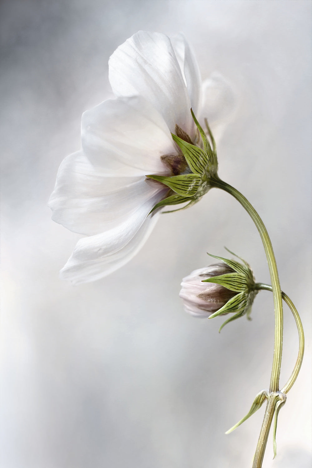 Heavenly Cosmos Poster och Canvastavla