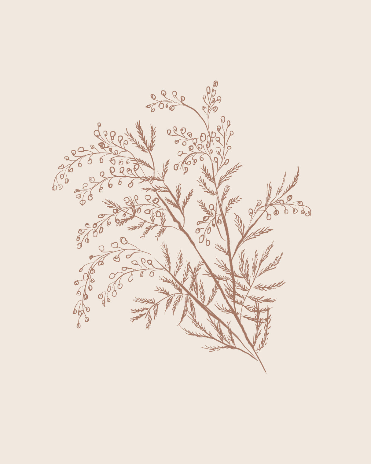 Acacia Botanical Branch Poster och Canvastavla