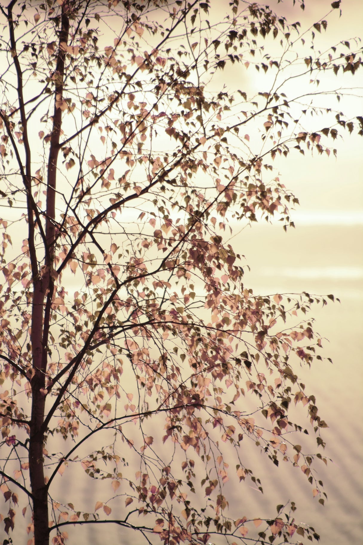 Morning brilliance Poster och Canvastavla