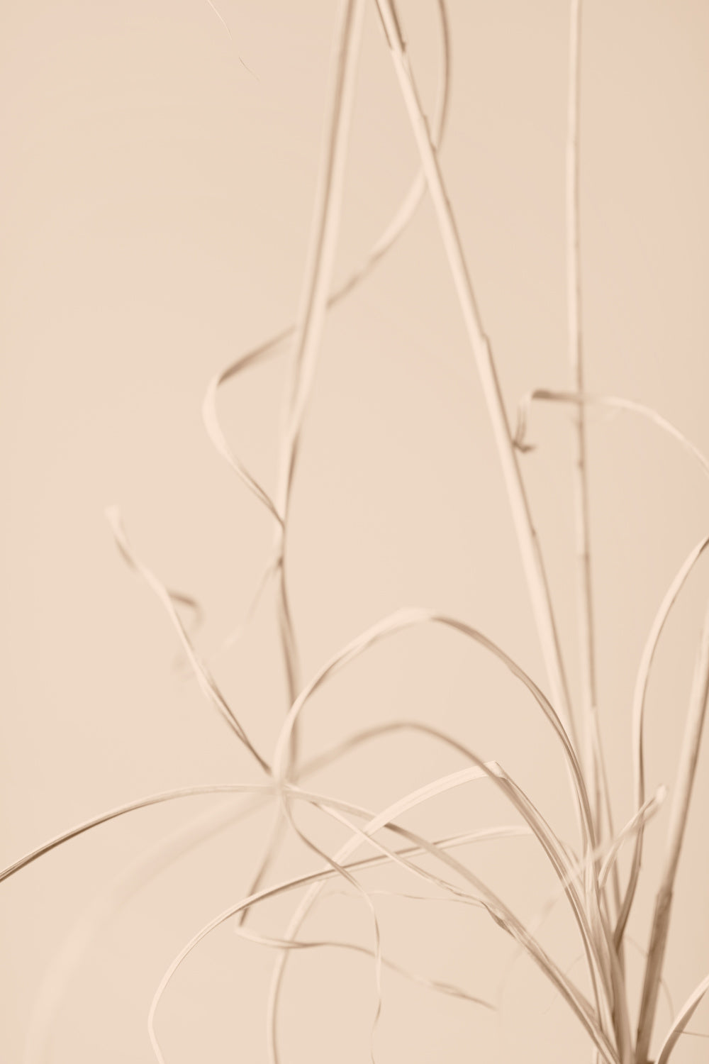 Dried Grass Beige 01 Poster och Canvastavla