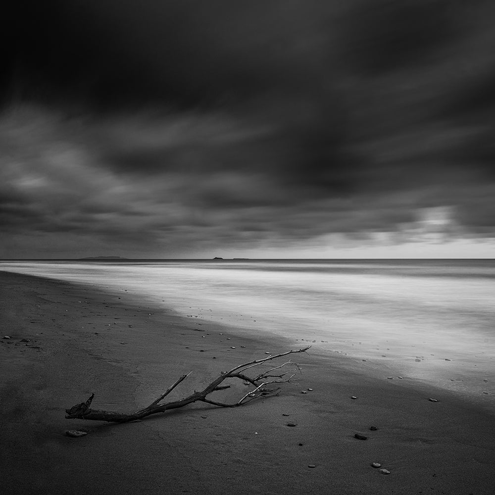 Branch on the shore Poster och Canvastavla