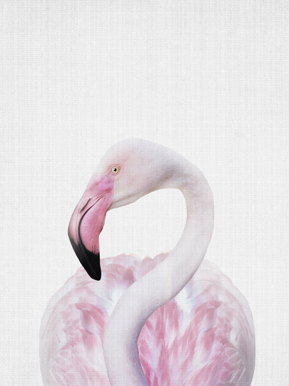 Flamingo Poster och Canvastavla