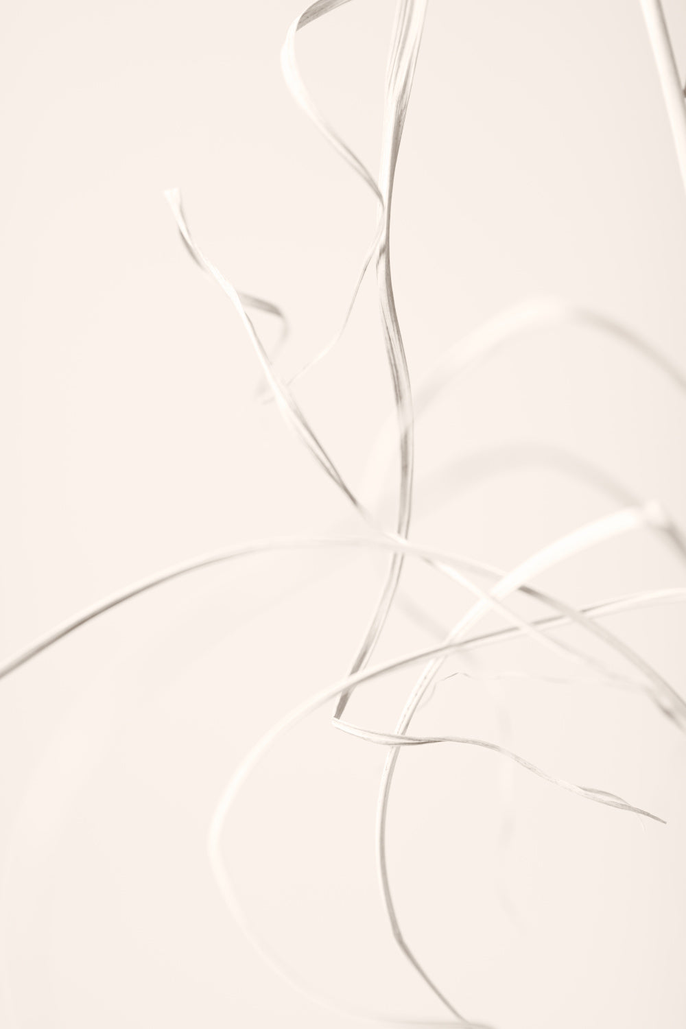 Dried Grass Light Beige 02 Poster och Canvastavla