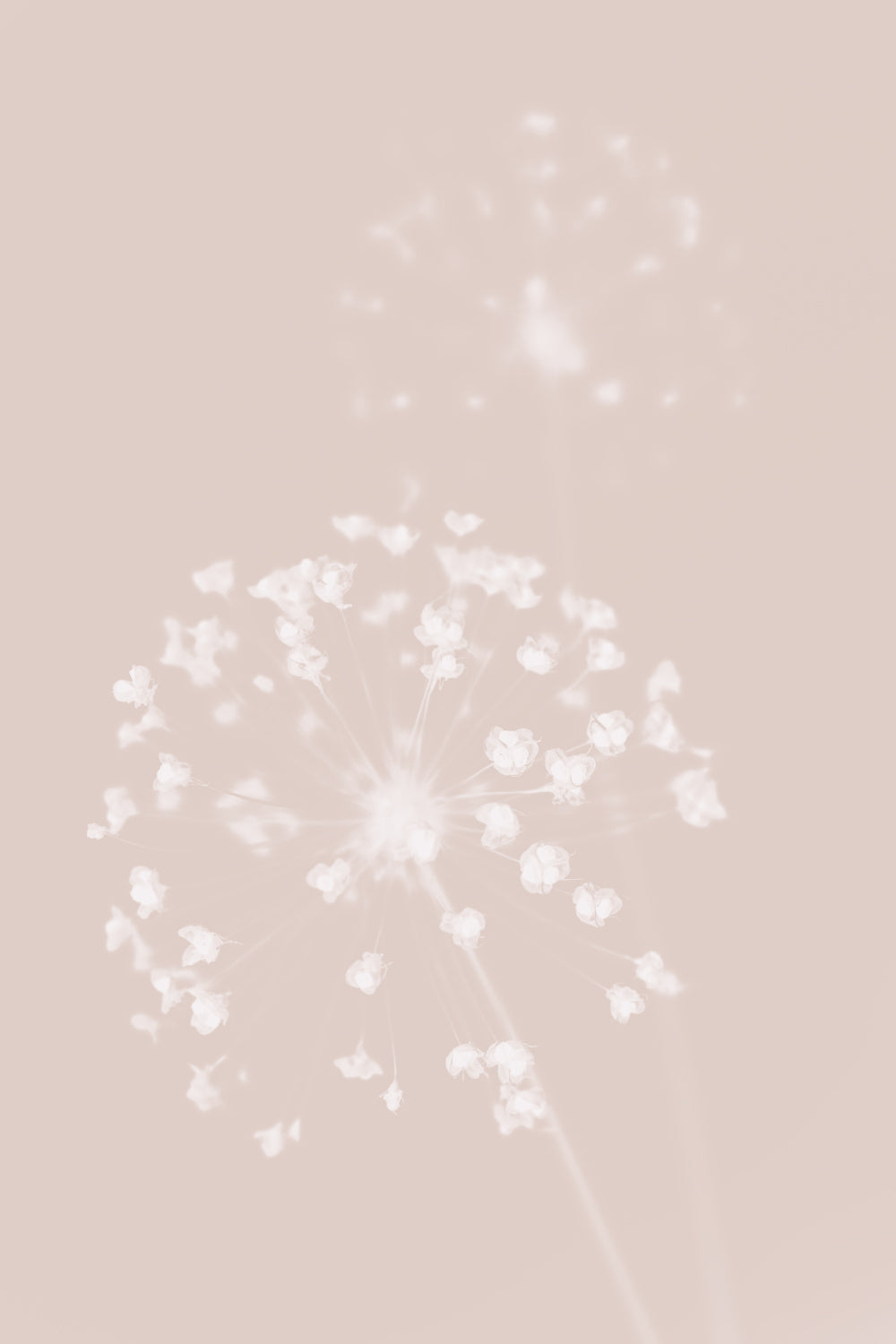 Dried Flower Pink Poster och Canvastavla