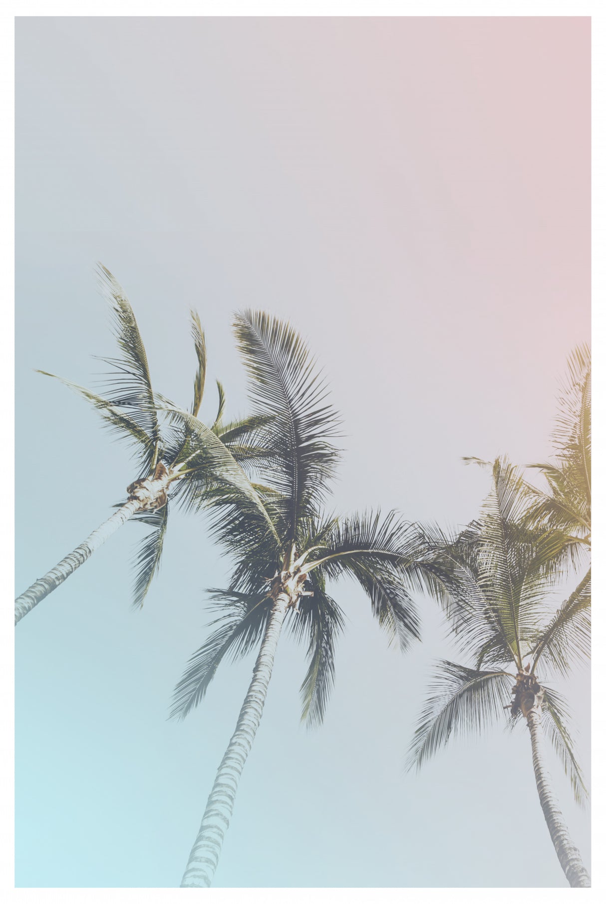 Pastel Palms Poster och Canvastavla