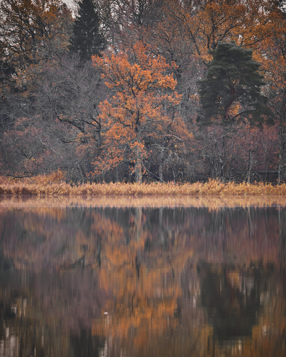 Dsf5064 Poster och Canvastavla