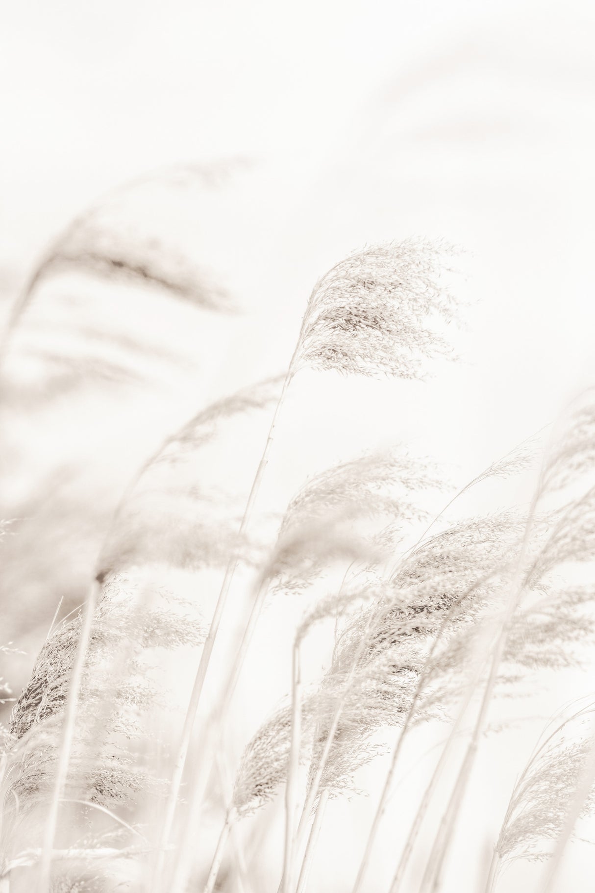 REED Poster och Canvastavla