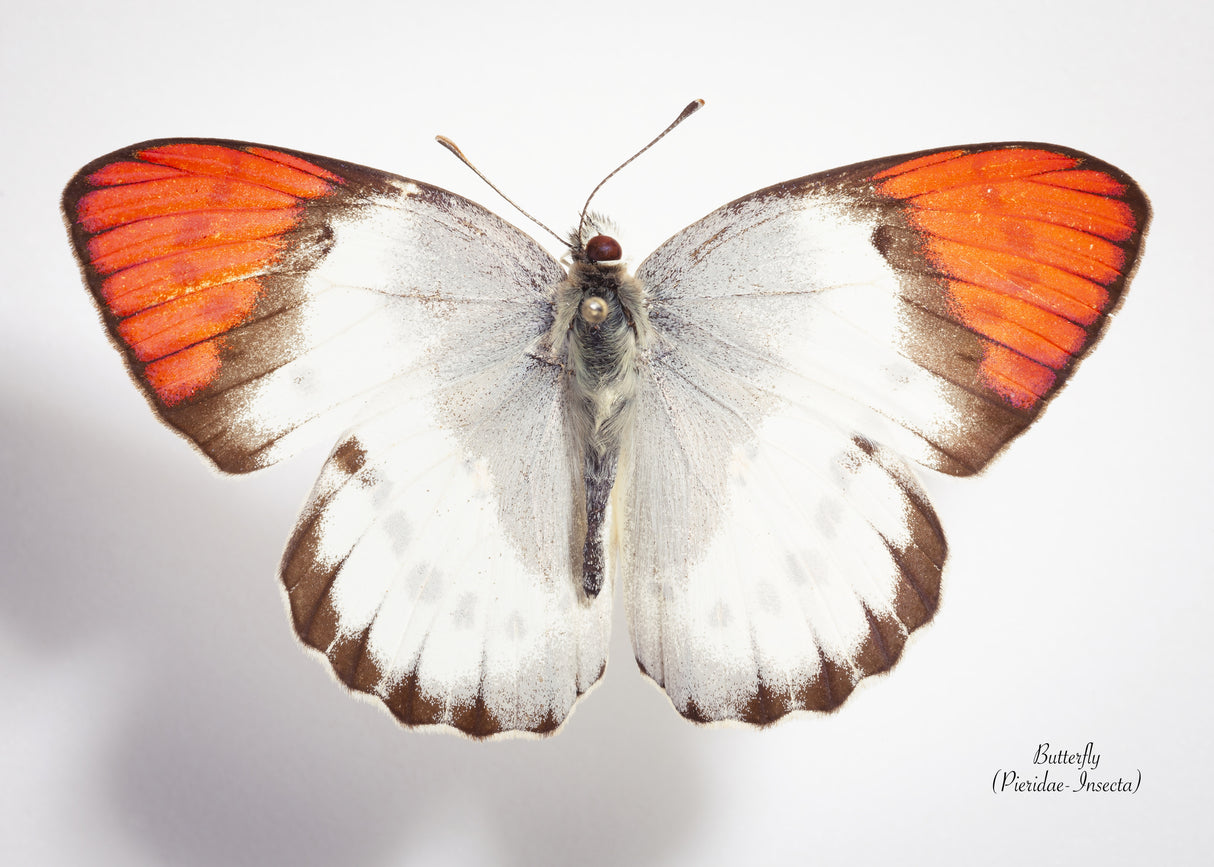 Butterfly - 3 Poster och Canvastavla