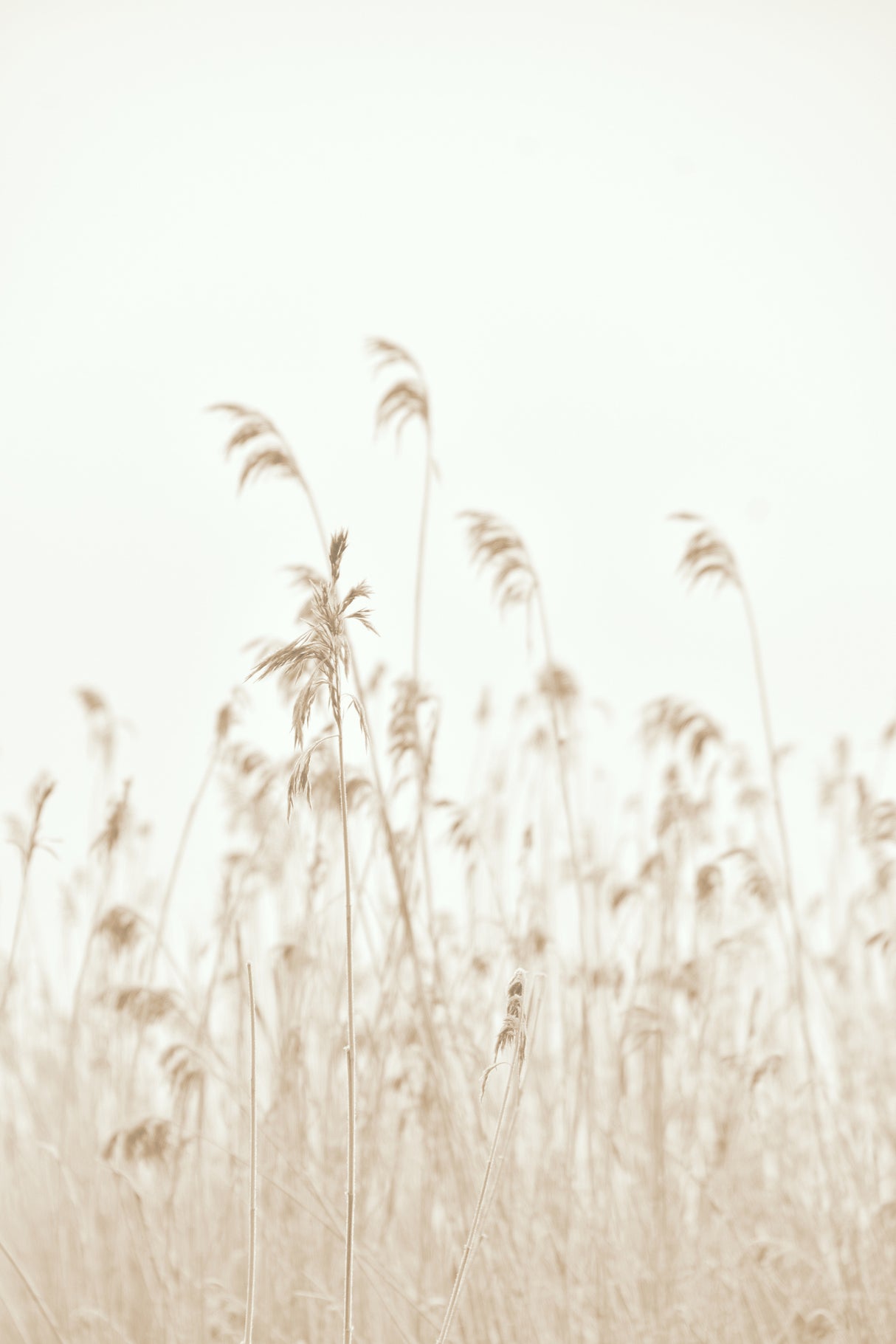 Winter reed Poster och Canvastavla