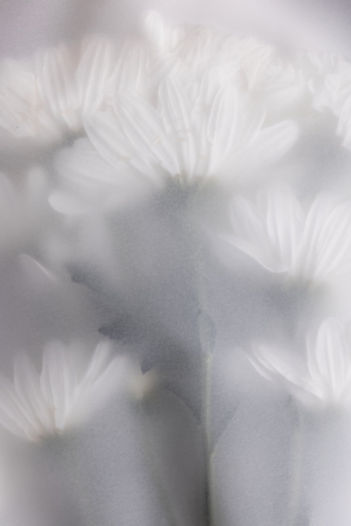 Blurred Flowers 6 Poster och Canvastavla