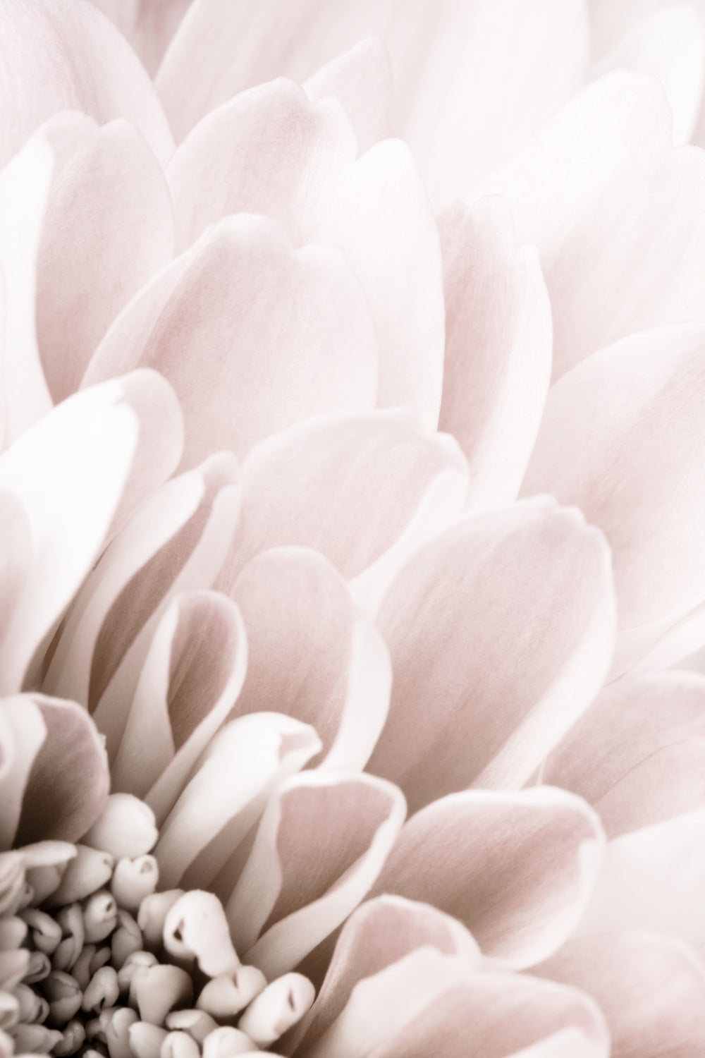 Chrysanthemum No 03 Poster och Canvastavla