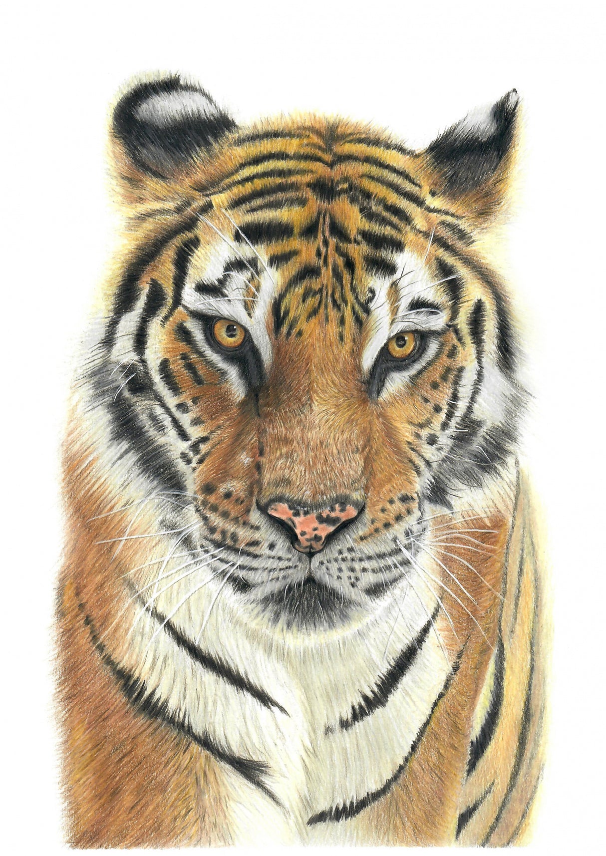 Tiger Poster och Canvastavla