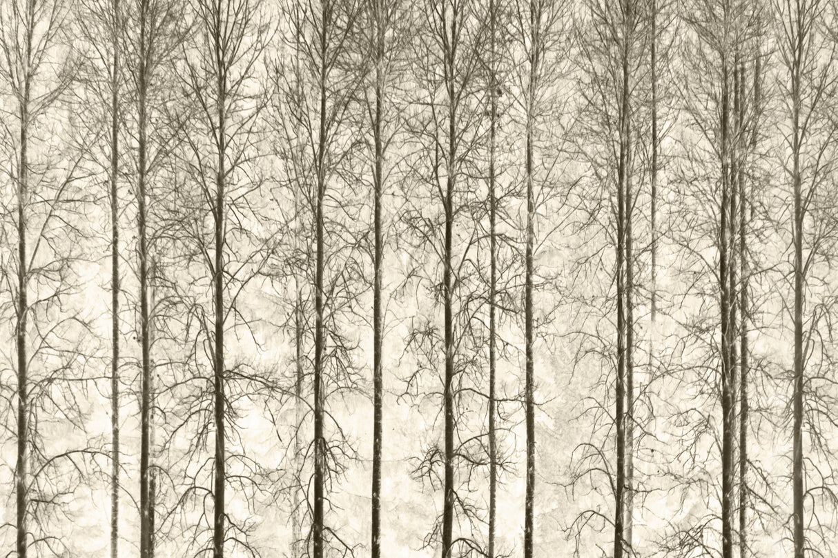 Aspens Poster och Canvastavla