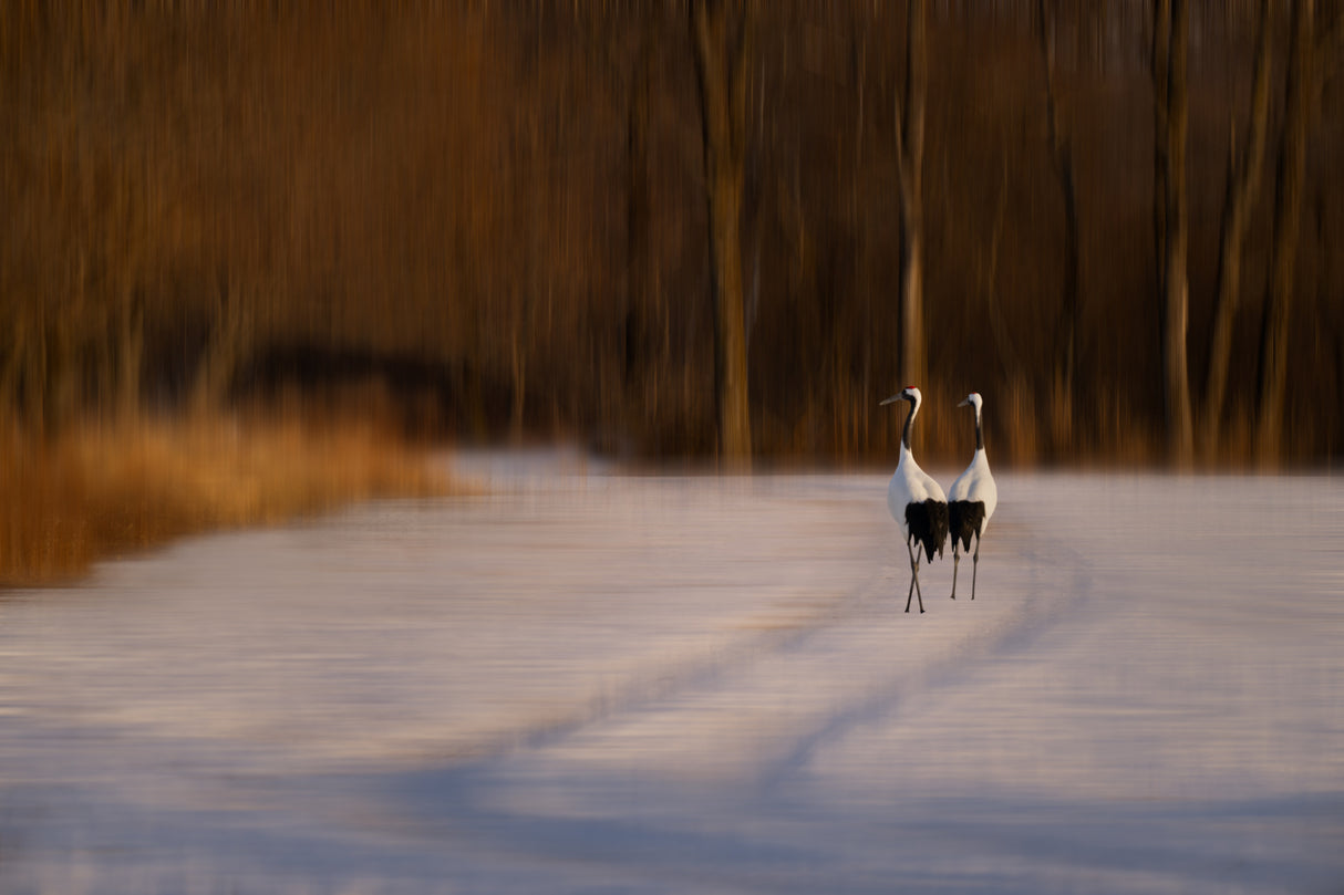 Walk in Dusk Poster och Canvastavla