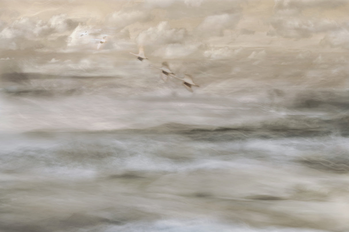 Swans over sea Poster och Canvastavla