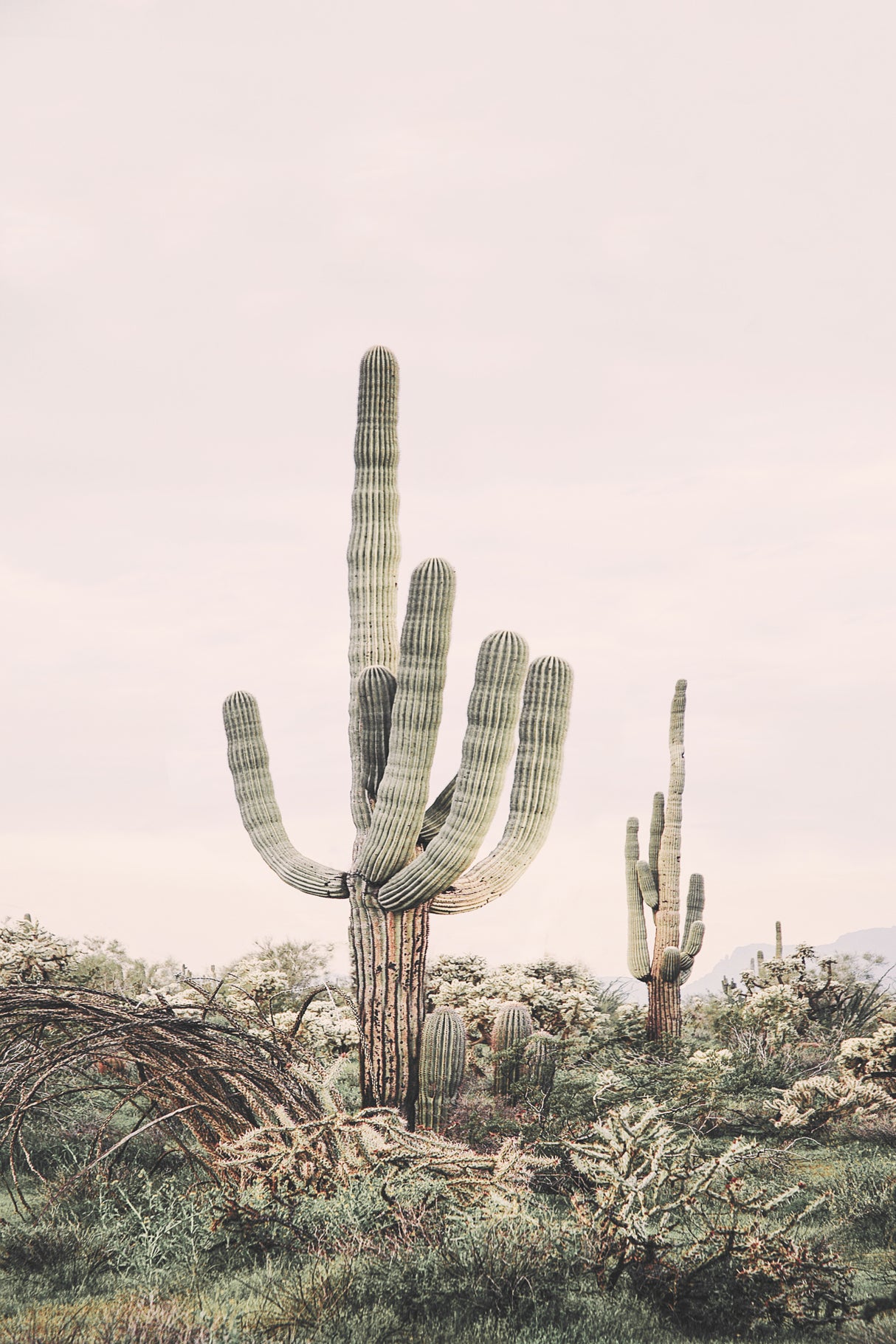 Pink Saguaro Poster och Canvastavla
