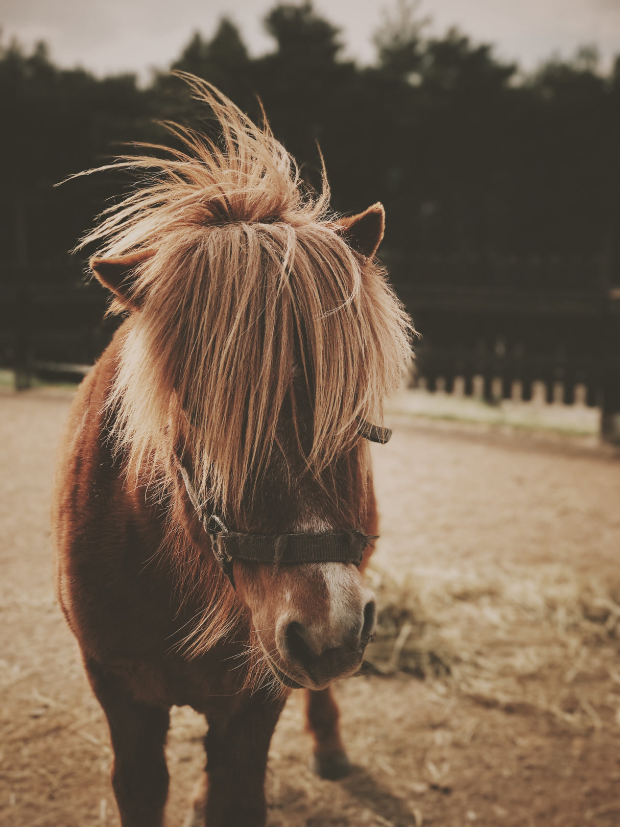 Small Horse Poster och Canvastavla