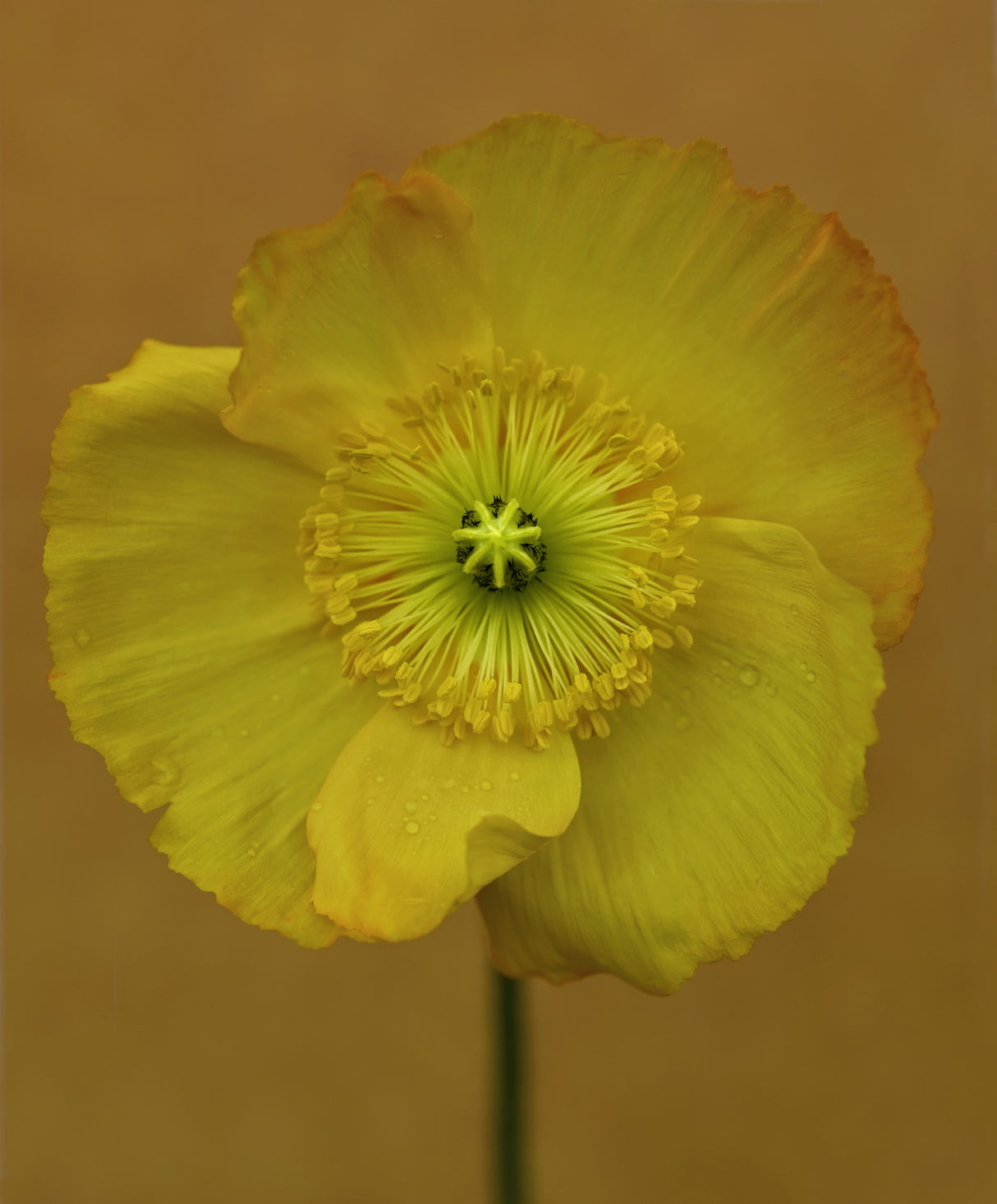 All yellow Poster och Canvastavla