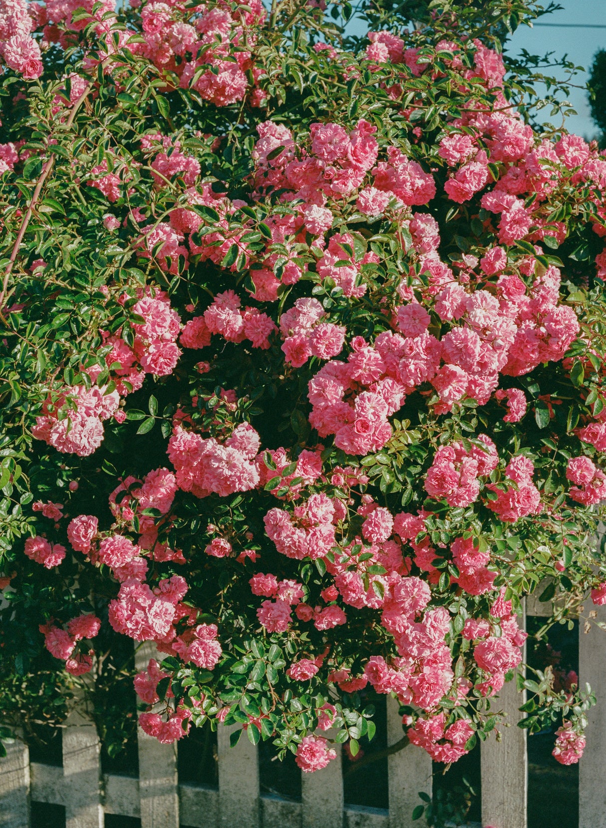 Cannon Beach Blooms Poster och Canvastavla