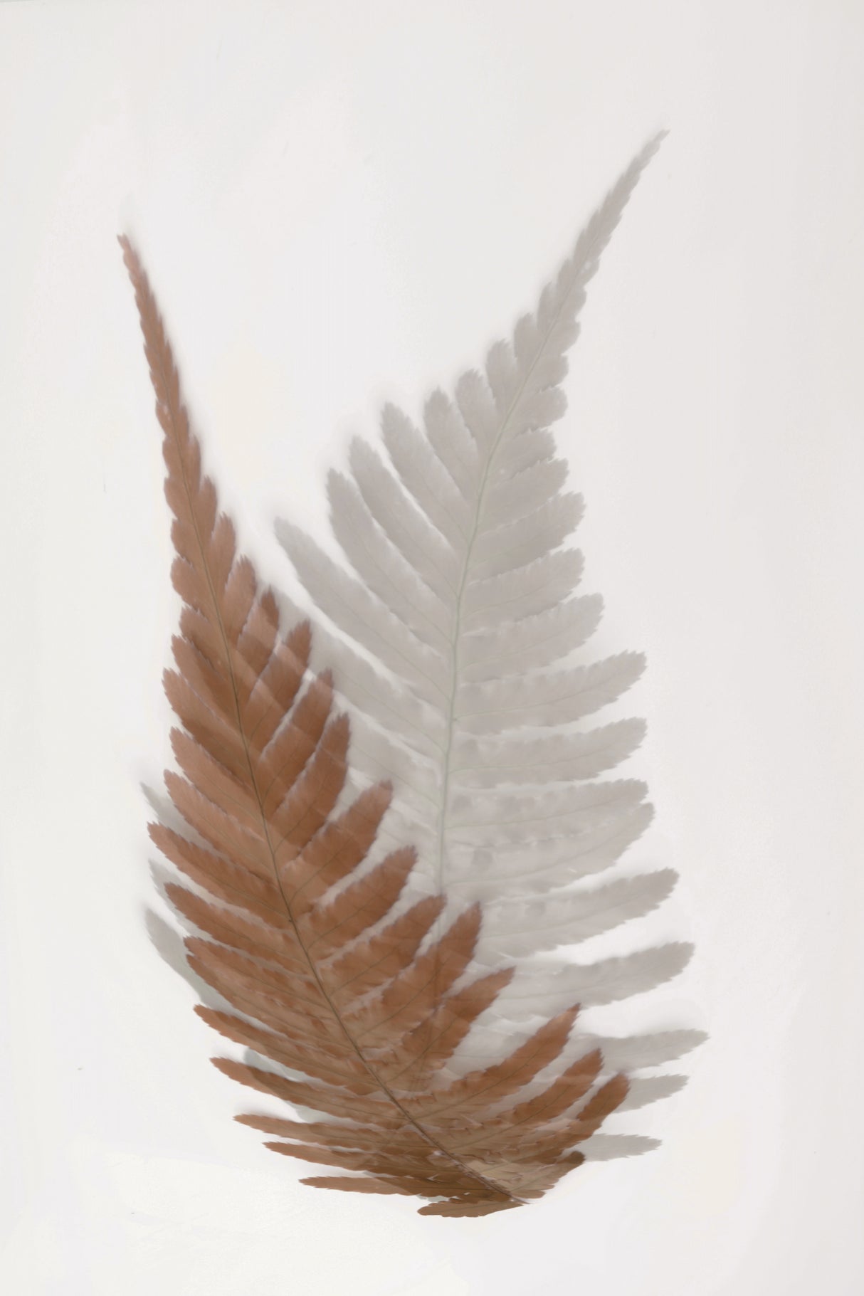 Autumn Fern Poster och Canvastavla