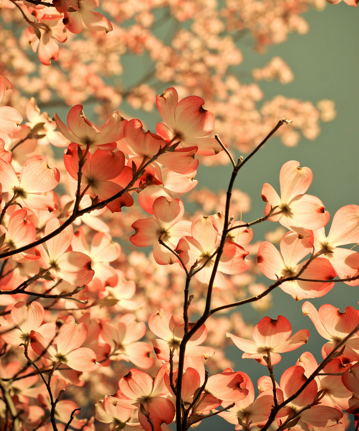 spring arrived with pink flowers Poster och Canvastavla
