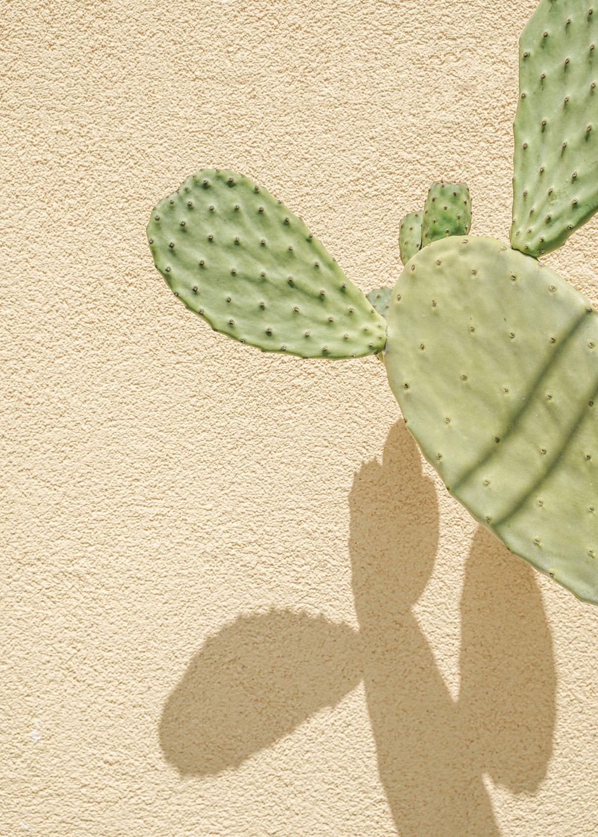 Cacti Shadowplay Poster och Canvastavla