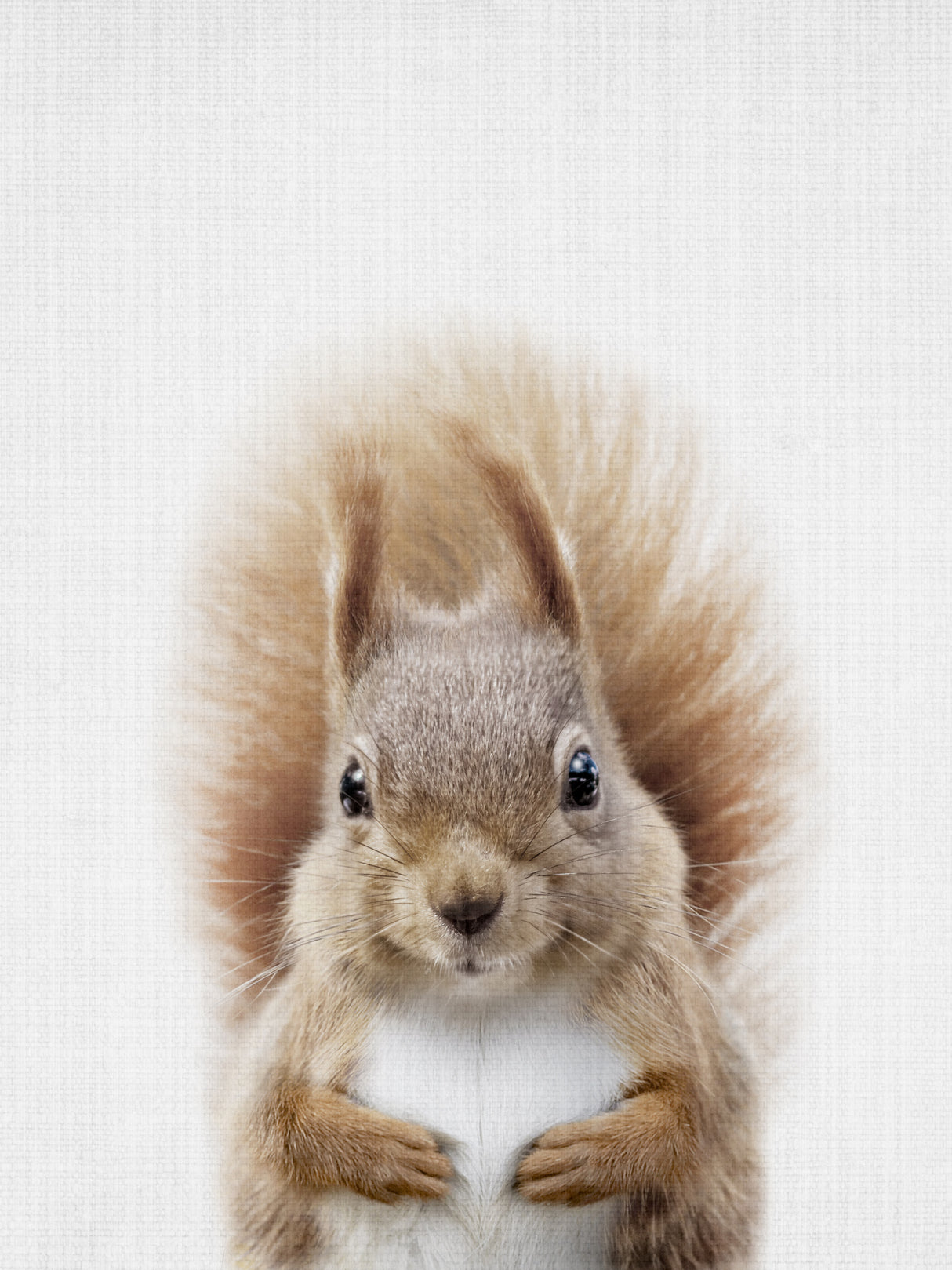 Squirrel Poster och Canvastavla