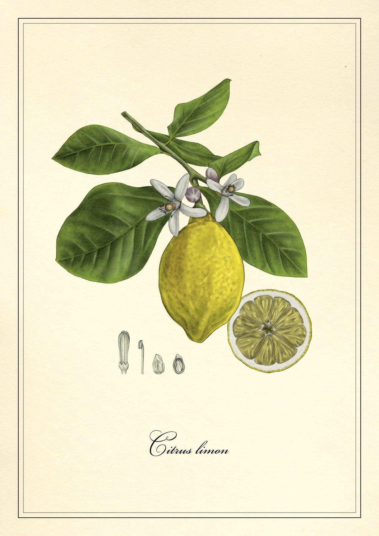 Lemon Poster och Canvastavla