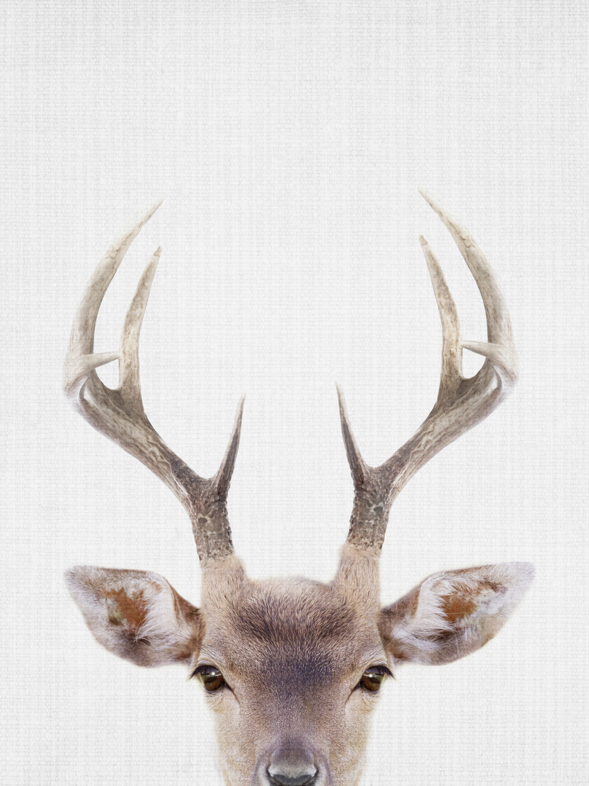 Deerantlers Poster och Canvastavla