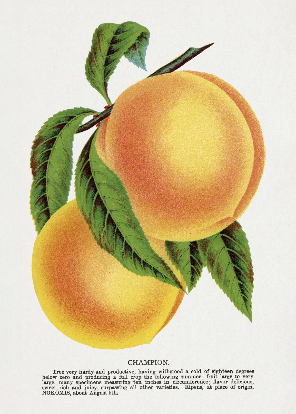 Champion Plum Lithograph Poster och Canvastavla