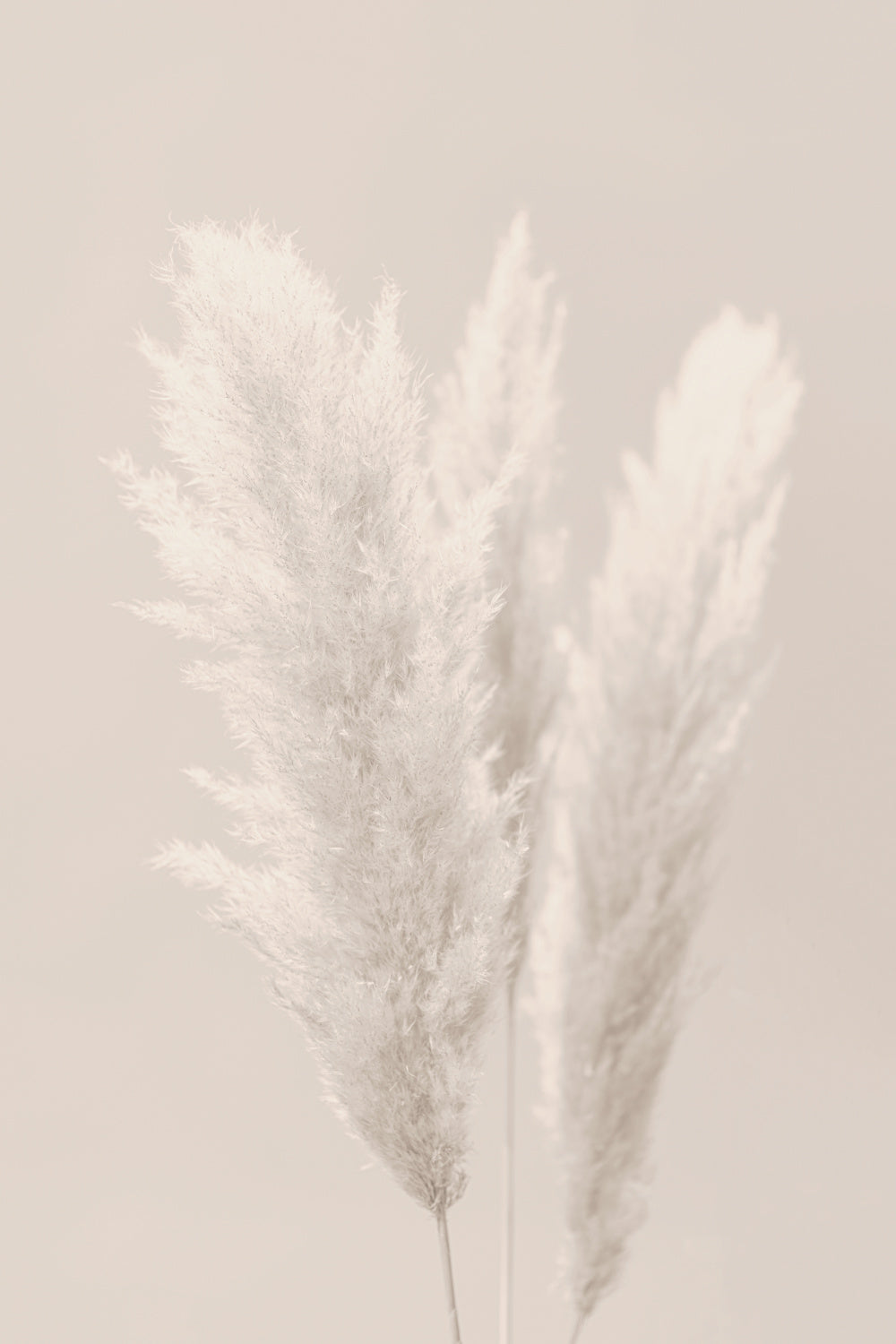 Pampas Grass_002 Poster och Canvastavla