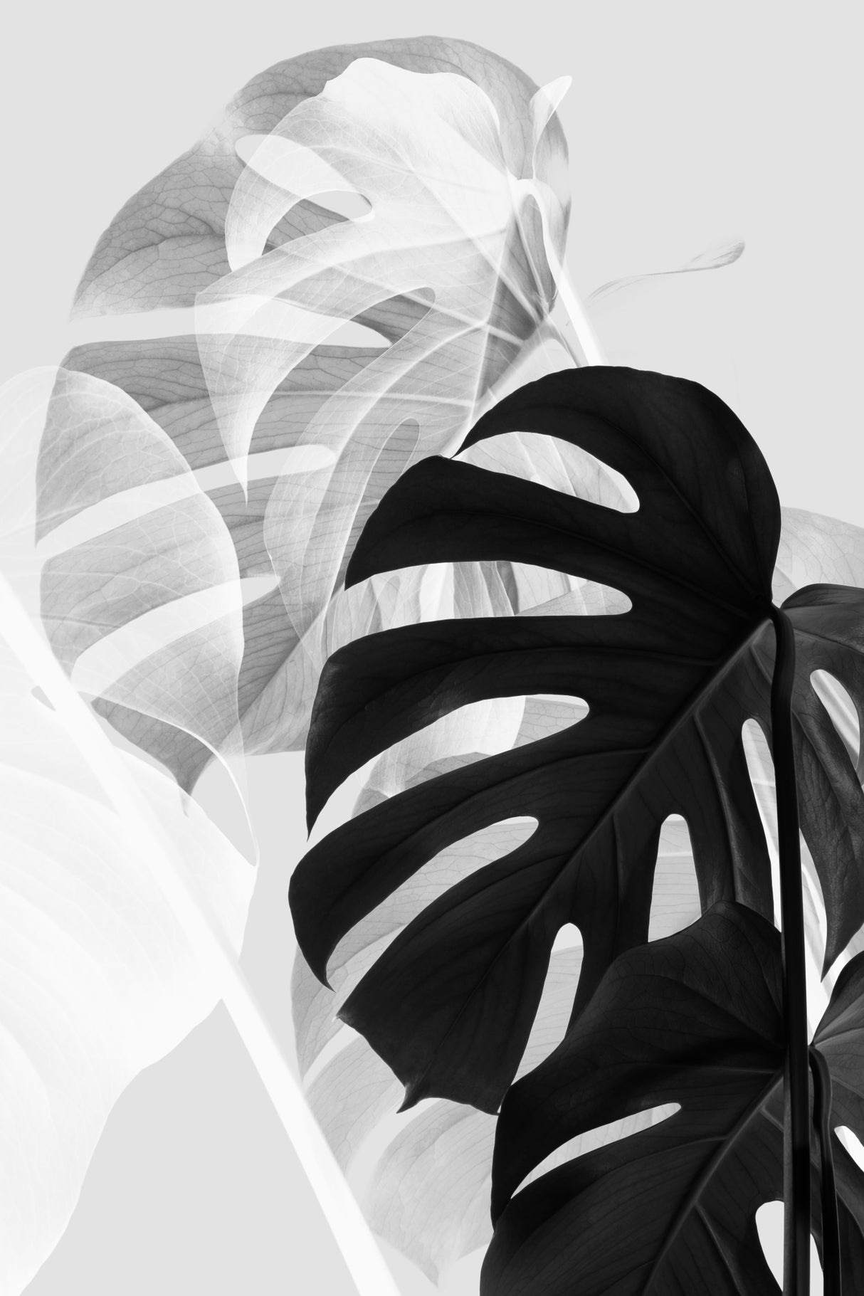 Monstera Black and White Poster och Canvastavla