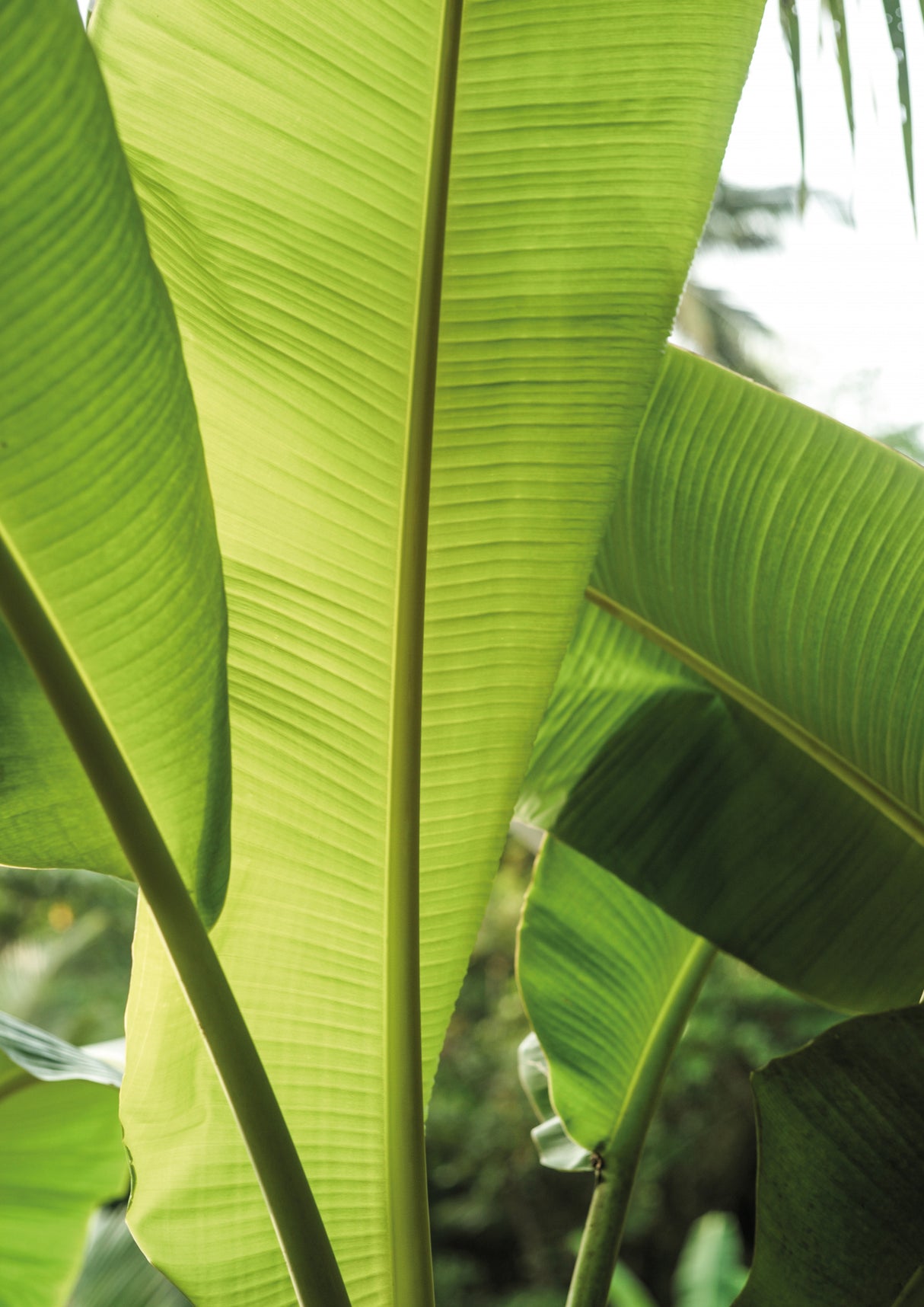 Tropic Bananna Poster och Canvastavla